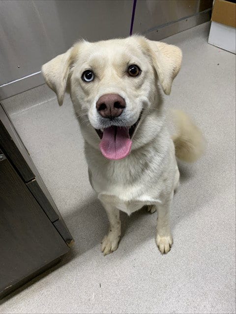 Photo of Ghost, adoptable Husky in Fairbanks, Alaska