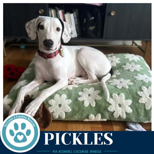 Photo of Pickles (Deli Delights) 091926, adoptable Labrador Retriever in Kimberton, Pennsylvania