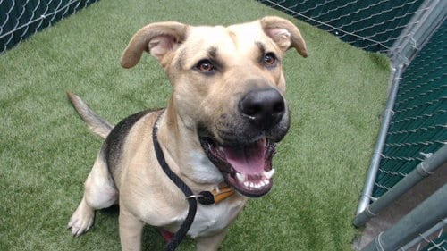 Photo of Boy, adoptable German Shepherd Dog in Downey, California