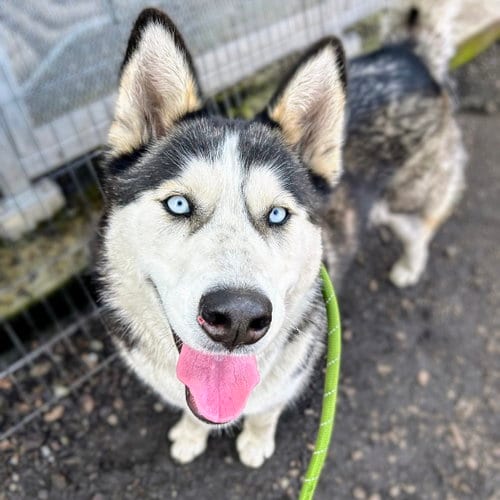 Photo of Oceania, adoptable Siberian Husky in Oakland, California