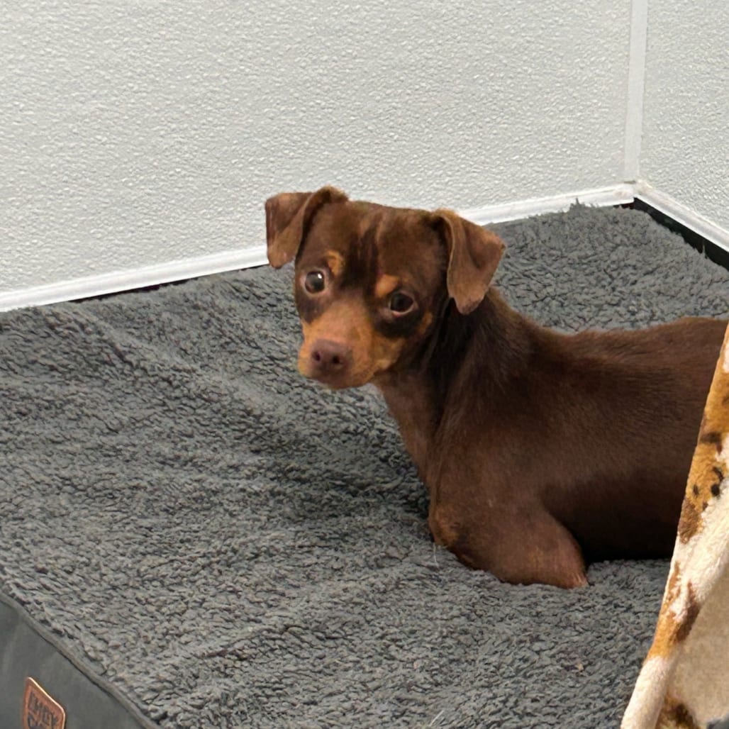 Photo of Cheddar Bay Biscuit, adoptable Chihuahua / Mix in Fairfax Station, Virginia
