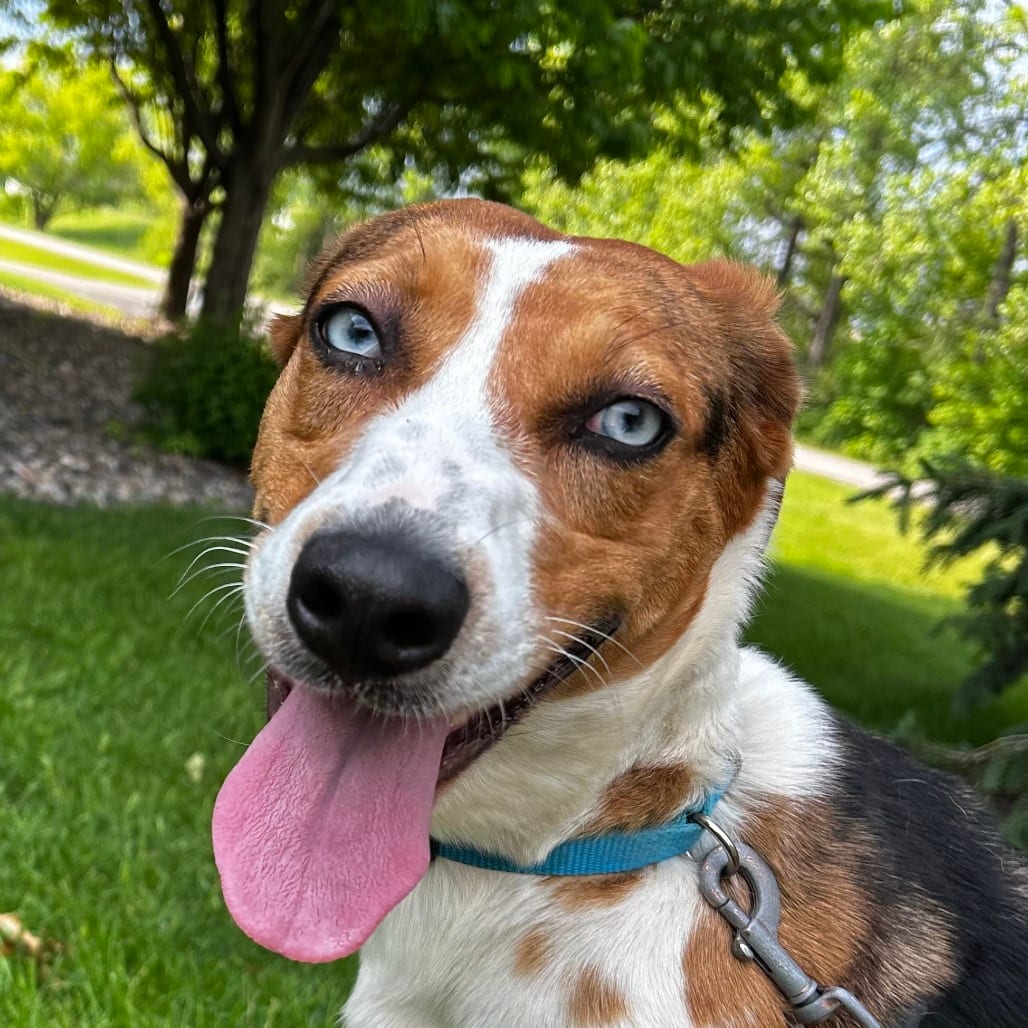 Photo of Sammy, adoptable Mixed Breed (Medium) in St. Cloud, Minnesota