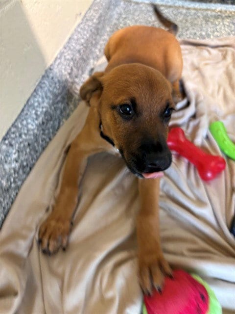 Photo of Bean, adoptable Feist in Brewster, Massachusetts