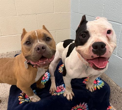 Photo of Dutchess, adoptable Bulldog in Brighton, Colorado