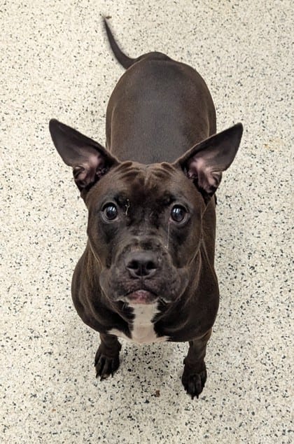 Photo of Starr, adoptable dog in Atlanta, Georgia