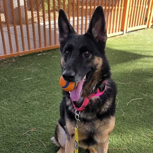 Photo of Nyx, adoptable German Shepherd Dog in Las Vegas, Nevada