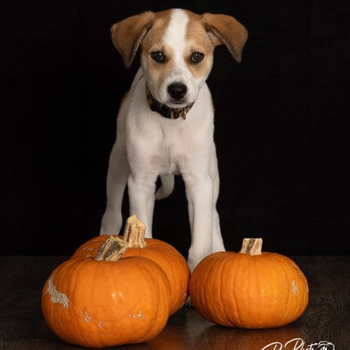 Photo of Lil' Kim, adoptable Great Pyrenees in Claremore, Oklahoma