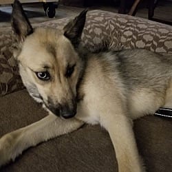 Photo of Eleanor, adoptable German Shepherd Dog Husky in Bolivia, North Carolina