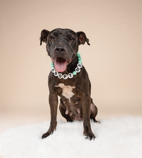 Photo of Pepa, adoptable Terrier mix in Miami, Florida