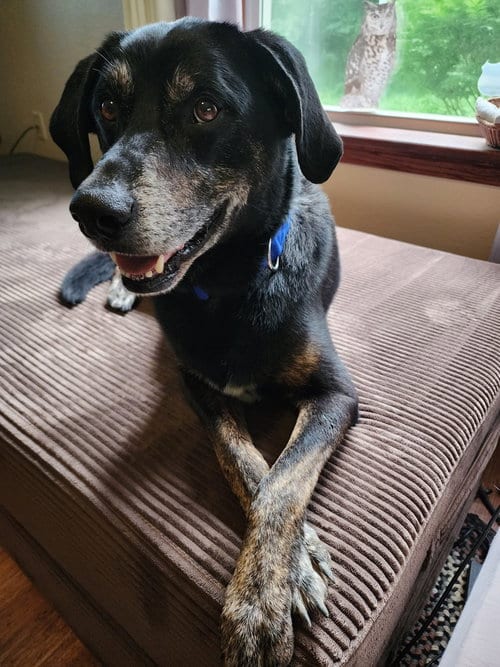 Photo of Blackie, adoptable Labrador Retriever in Bolivar, Missouri