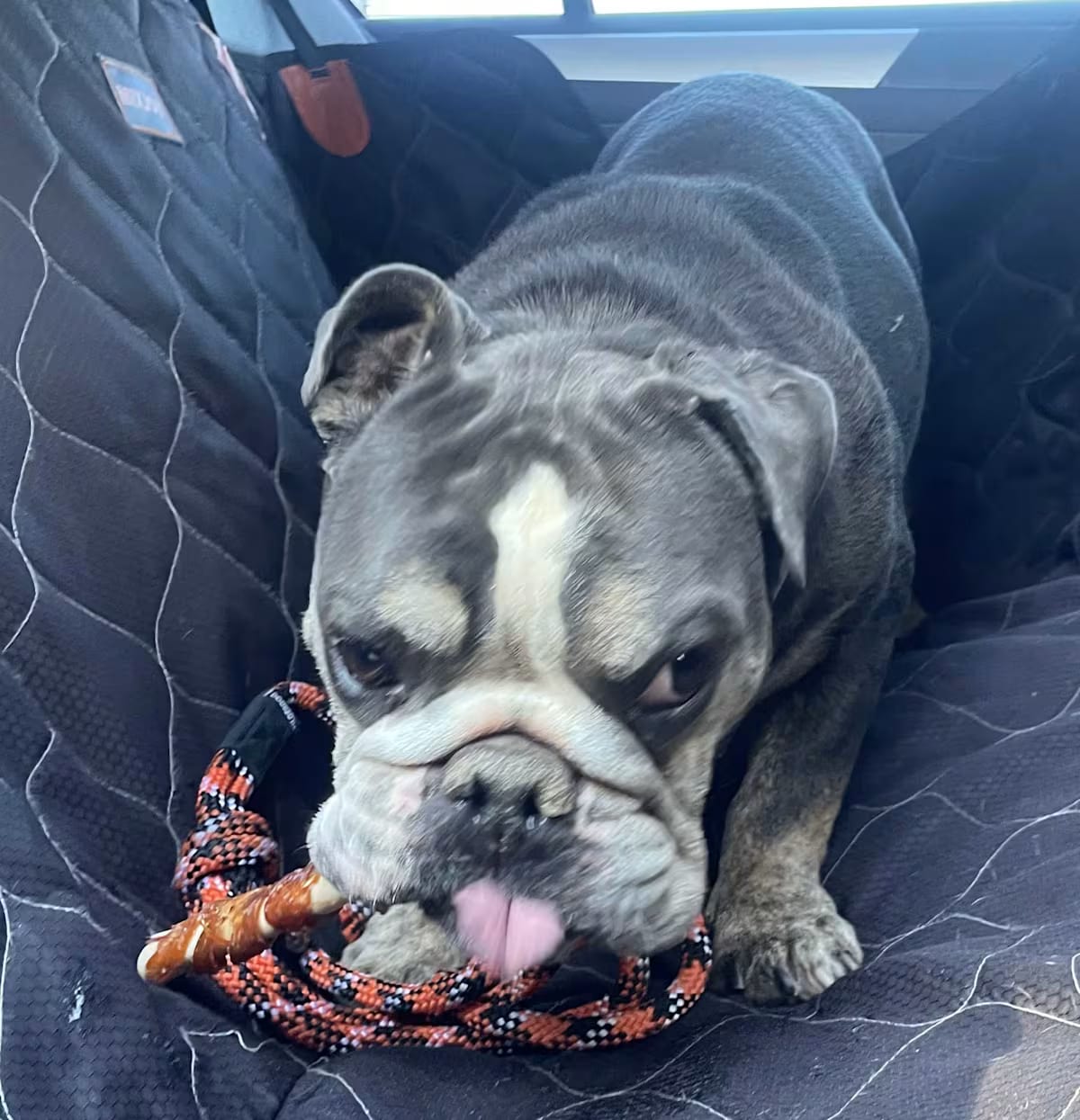 Photo of Wilbur, adoptable English Bulldog in Beverly Hills, California