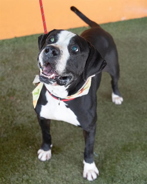 Photo of Albert, adoptable Pointer in Miami, Florida