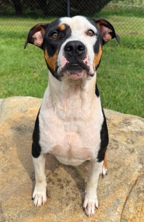 Photo of Tangelo, adoptable Hound in Burnsville, North Carolina