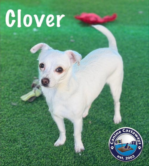 Photo of Clover, adoptable Chihuahua in Arcadia, Florida