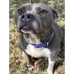 Photo of Delilah, adoptable American Pit Bull Terrier in Texas City, Texas