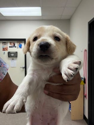 Photo of Jazz, adoptable Retriever, Labrador/Mix in Raeford, North Carolina