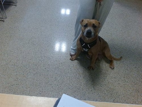 Photo of Sunday, adoptable American Bulldog in Miami, Florida