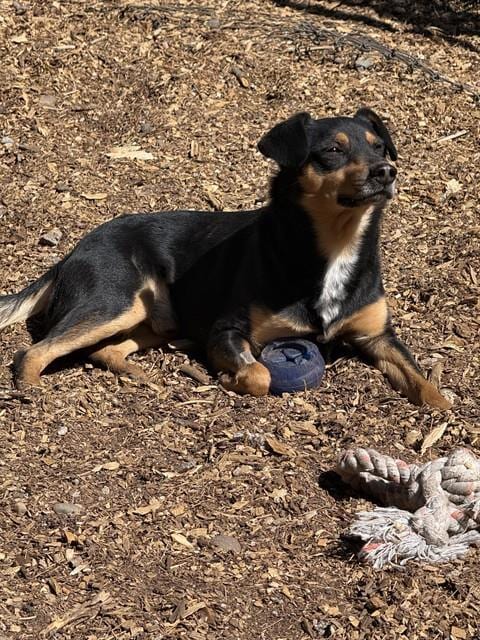 Photo of Jackson, adoptable Australian Kelpie in South Lake Tahoe, California