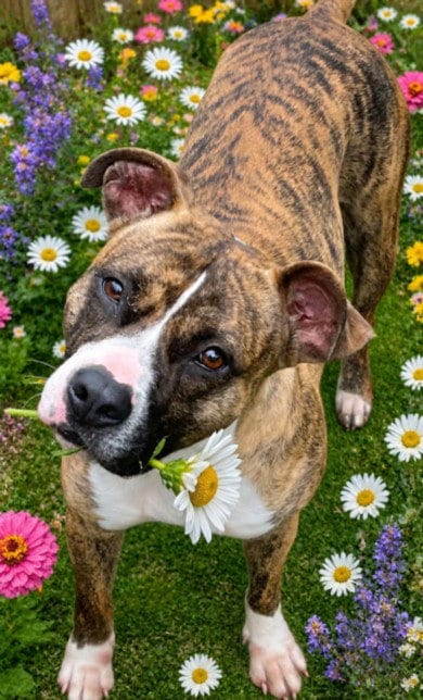 Photo of Nova, adoptable Pit Bull Terrier in Texas City, Texas