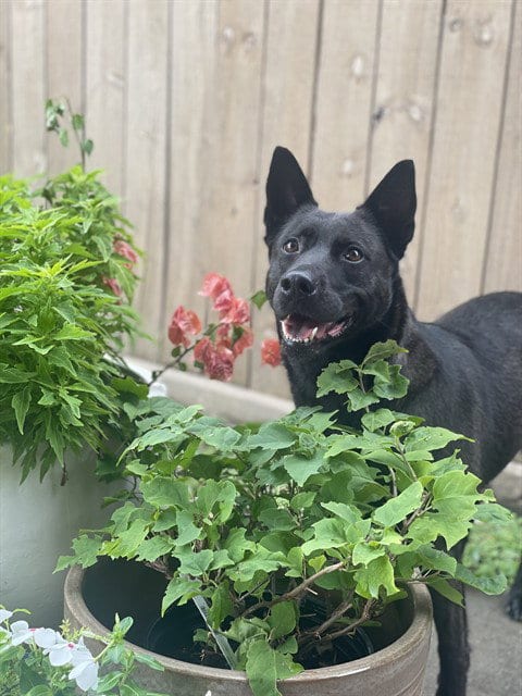 Photo of Emily, adoptable Belgian Shepherd Malinois in Pasadena, Texas