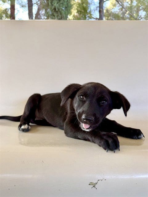 Photo of Perdita, adoptable German Shepherd Dog in Castaic, California