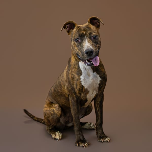 Photo of Jessie, adoptable Pit Bull cross in Lawrenceville, Georgia