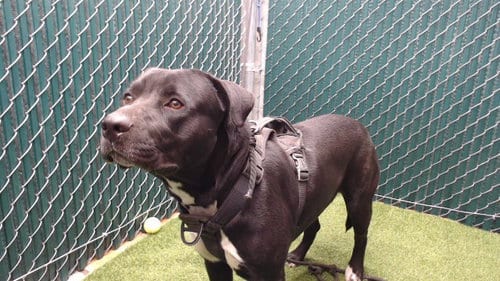Photo of Oreo, adoptable Labrador Retriever in Downey, California