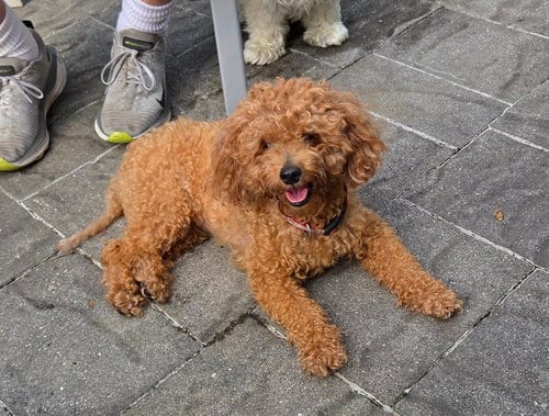 Photo of Toby - Sweet Companion, adoptable Poodle (Miniature) in Oakhurst, New Jersey