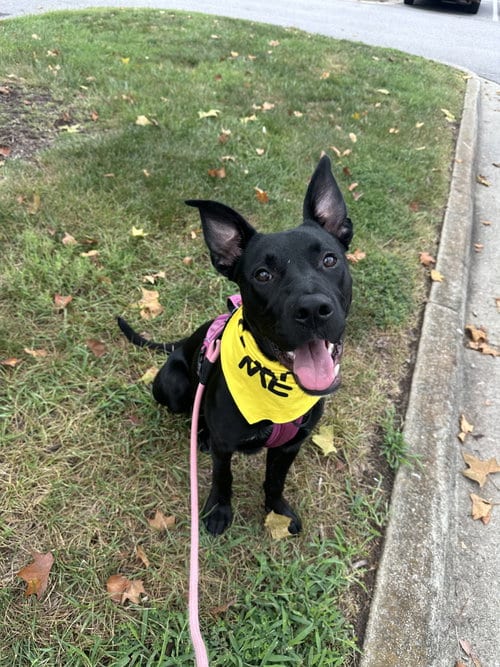 Photo of Saturn (Planet litter), adoptable German Shepherd Dog in Holly Springs, North Carolina