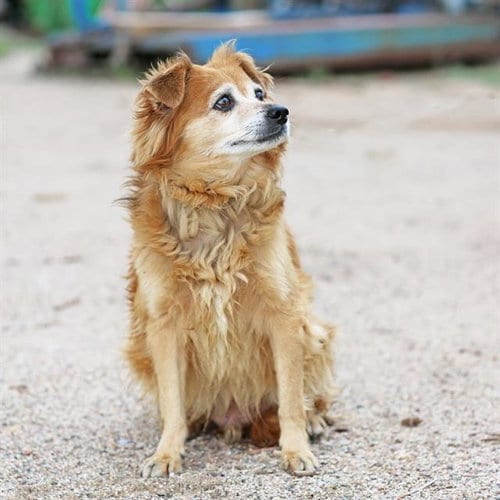 Photo of Oso, adoptable Chihuahua in Albuquerque, New Mexico