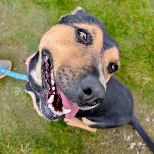 Photo of Eve, adoptable Cattle Dog in Yreka, California