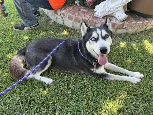 Photo of Luna, adoptable Siberian Husky in Garland, Texas
