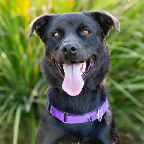 Photo of Kuro, adoptable Labrador Retriever in Camarillo, California