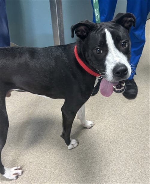 Photo of Damian, adoptable Boxer in Newton, North Carolina