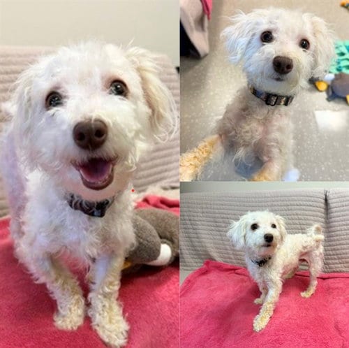 Photo of Anakin, adoptable Maltese in Fort Wayne, Indiana