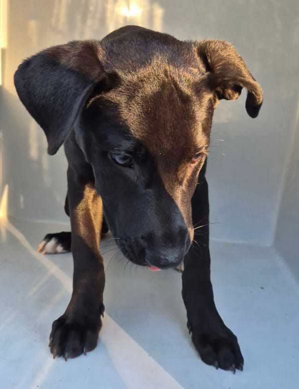 Photo of Rocket, adoptable Labrador cross in Lawrenceville, Georgia