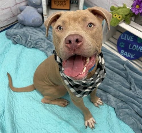 Photo of Ghost Washington, adoptable American Pit Bull Terrier in Detroit, Michigan