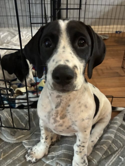 Photo of Barry - Puppy of Pennie, adoptable Irish Setter in Osteen, Florida