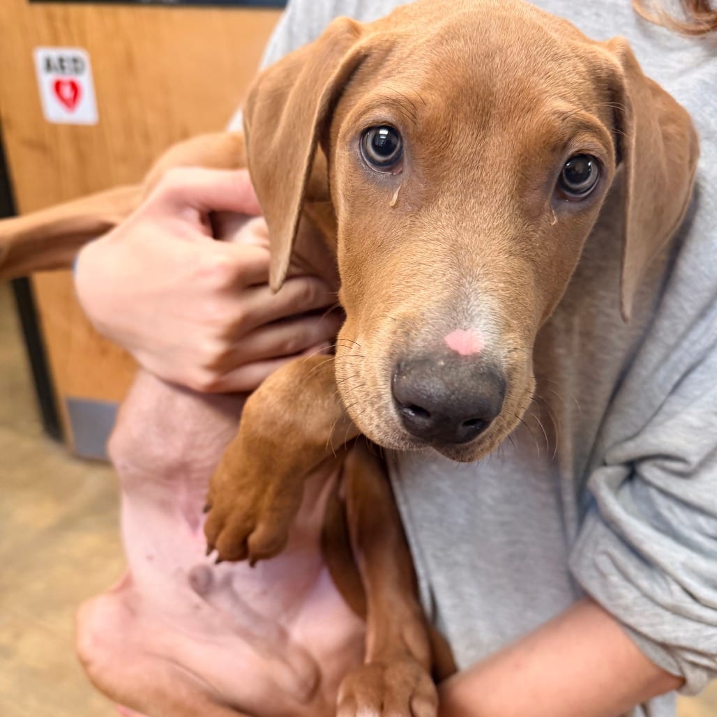 Photo of Onyx, adoptable Mixed Breed (Medium) in Corinth, Mississippi
