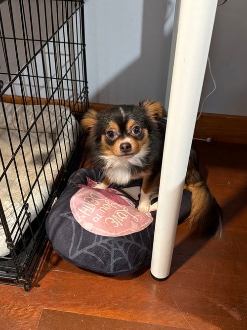 Photo of Bear (NY), adoptable Chihuahua in Brewster, New York