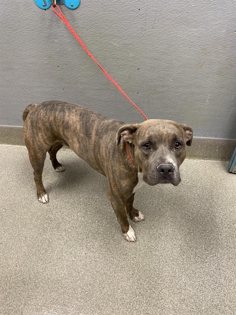 Photo of Roman, adoptable Pit Bull Terrier in Las Vegas, Nevada