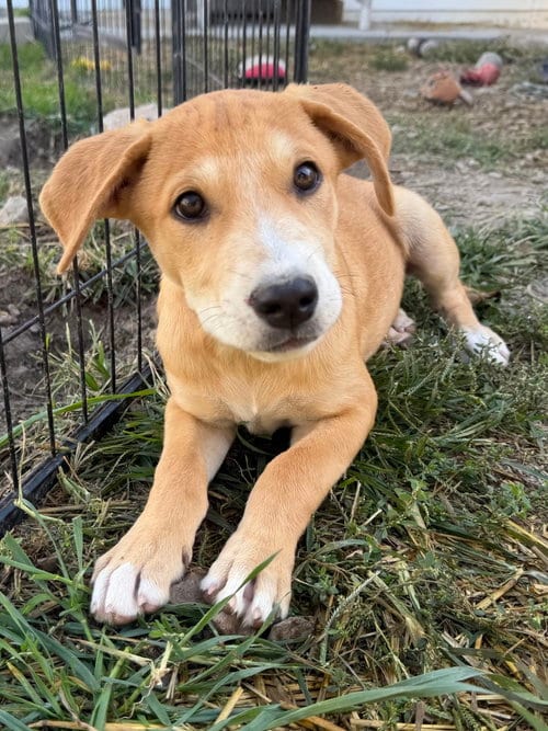 Photo of Georgia : Savannah, adoptable Shepherd in Aurora, Indiana