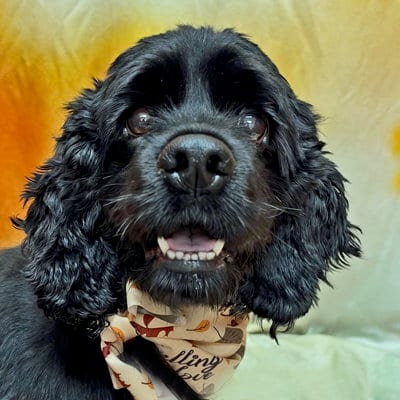 Photo of Raven, adoptable Cocker Spaniel in Arlington, Virginia