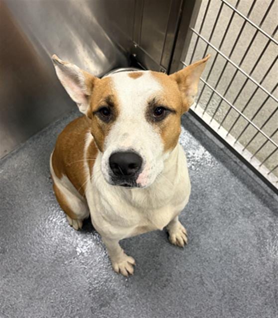 Photo of Minnie, adoptable Mixed Breed