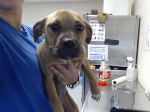 Photo of Penny, adoptable Black Mouth Cur in Fayetteville, North Carolina
