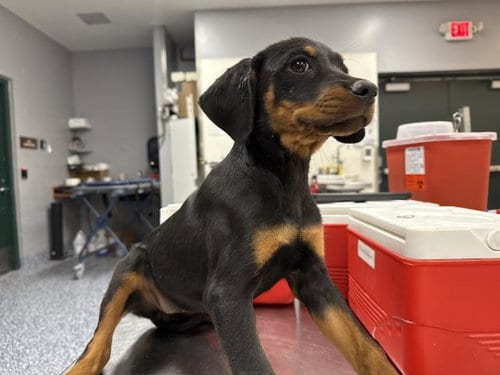 Photo of A1939803, adoptable Rottweiler in Thousand Palms, California