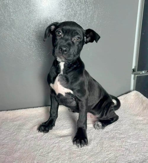 Photo of Bo Peep, adoptable American Staffordshire Terrier in New Oxford, Pennsylvania