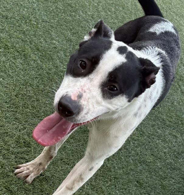 Photo of Lilly, adoptable Mixed Breed