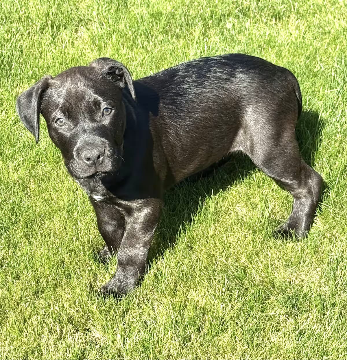 Photo of Licorice, adoptable Bulldog in Camas, Washington