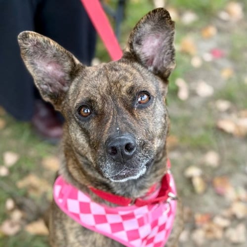 Photo of Kira Flor, adoptable Terrier in Canton, Connecticut
